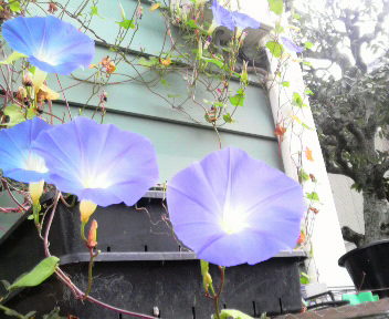 2009090407550000.jpg